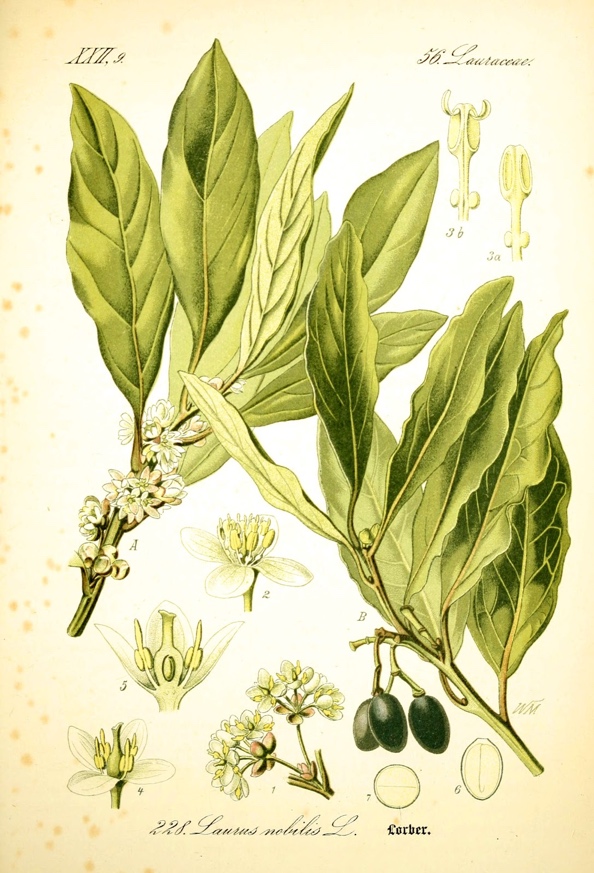 Risultato immagini per alloro scheda botanica