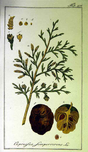 Risultato immagini per cipresso scheda botanica