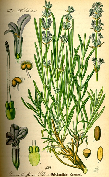 Cure e rimedi naturali con la Lavanda