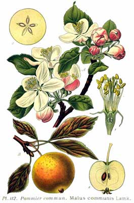 malus_communis_botanica