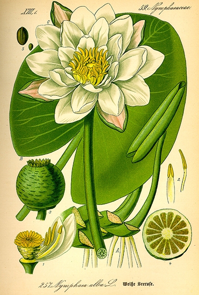 Risultato immagini per ninfea scheda botanica
