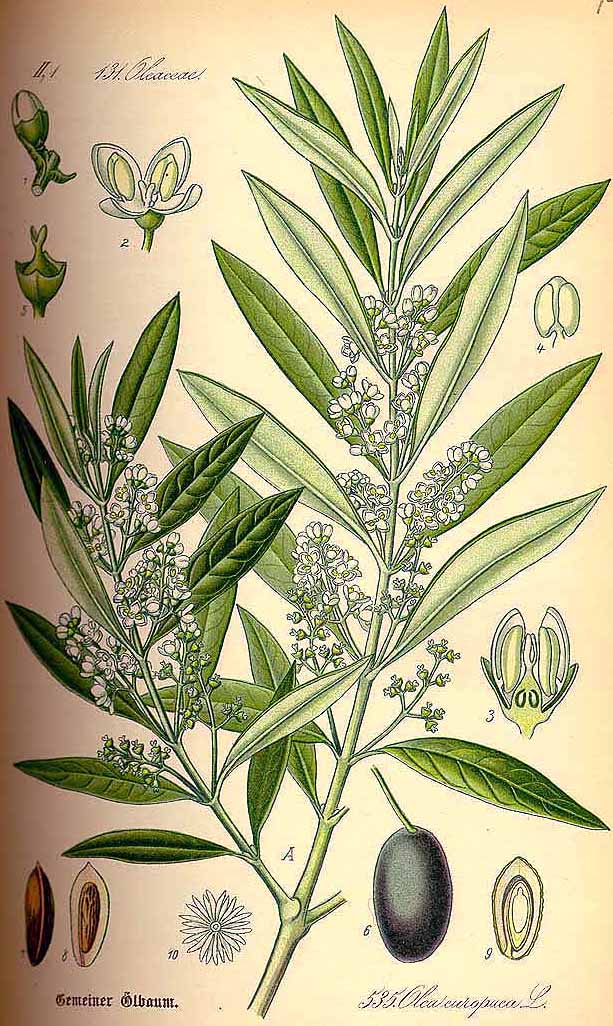 Risultato immagini per olivo scheda botanica