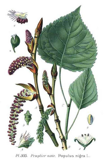 Risultato immagini per pioppo scheda botanica