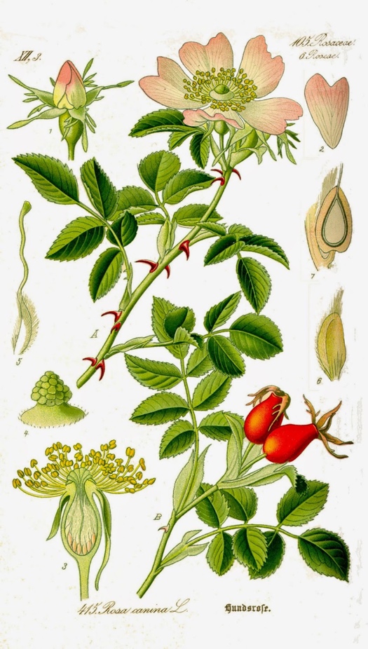 Risultato immagini per rosa scheda botanica